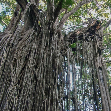 strangler vines